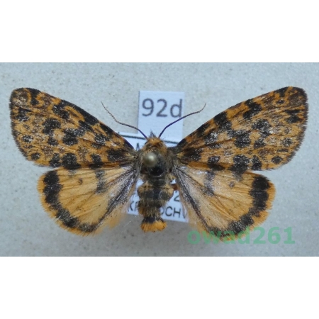 Maurica joiceyi (Talbot, 1928) female ex. ovo Morocco92d